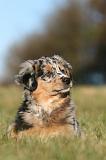 BERGER AUSTRALIEN PUPPIES 776